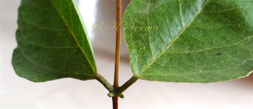  Lateral Leaflets with stipels